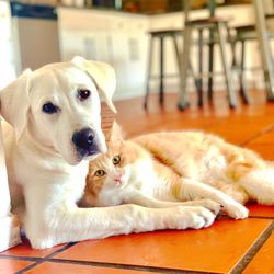 Tiffany & Paws Pet Sitting