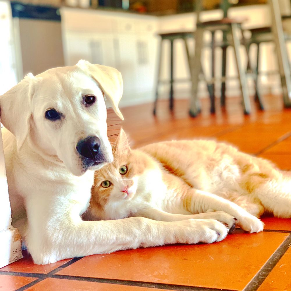 Tiffany & Paws Pet Sitting - pet boarding facility in Toluca Lake, CA