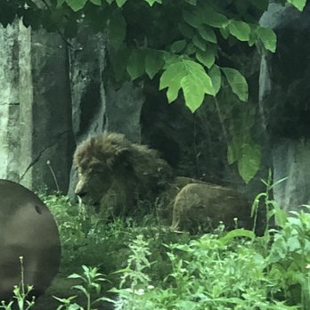 Franklin Park Zoo - Zoos Near Me - Boston, Massachusetts Franklin Park Zoo - Zoos Near Me - Boston, Massachusetts