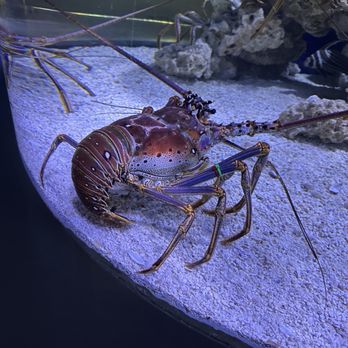 The Florida Aquarium - Giant lobster! - Aquariums Near Me - Tampa, Florida