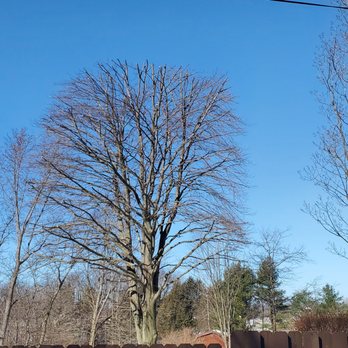 AC Pro Tree Service - Trimmin job - Tree Services Near Me - Friedens, Pennsylvania AC Pro Tree Service - Trimmin job - Tree Services Near Me - Friedens, Pennsylvania