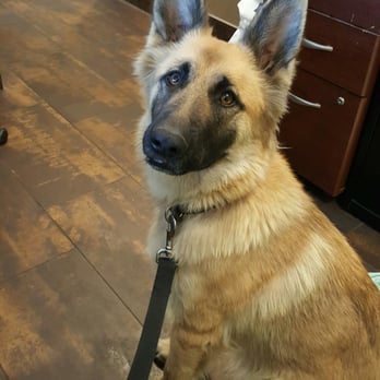 AV Veterinary Center - Luna came into see Dr.Sandhu for a health cert and some vaccines! I love this office, love the doctor, and love the staff! - Veterinarians Near Me - Lancaster, California AV Veterinary Center - Luna came into see Dr.Sandhu for a health cert and some vaccines! I love this office, love the doctor, and love the staff! - Veterinarians Near Me - Lancaster, California