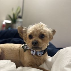 East Bay Animal Rescue & Refuge