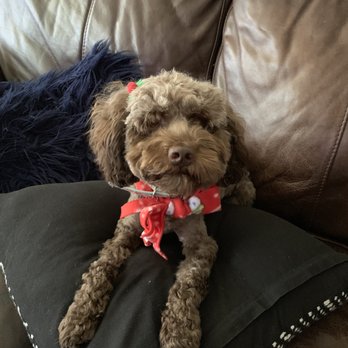 Happy Puppy - Pet Groomers Near Me - Lake Forest, California Happy Puppy - Pet Groomers Near Me - Lake Forest, California