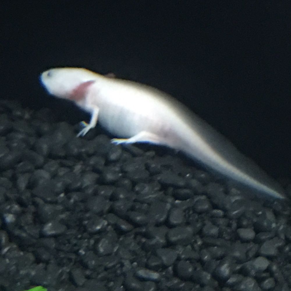 Bird Kingdom - Weird fish thing?! - Zoos Near Me - Niagara Falls, Ontario