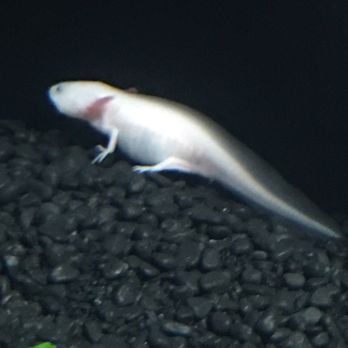 Bird Kingdom - Weird fish thing?! - Zoos Near Me - Niagara Falls, Ontario