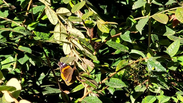 Shinn Historical Park and Arboretum by null