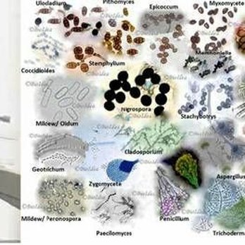 Mold Hackers - Moldhackers, LLC - Environmental Testing Near Me Mold Hackers - Moldhackers, LLC - Environmental Testing Near Me