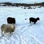 Photo of Simmons Family Farm