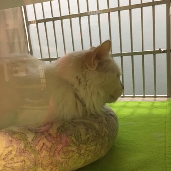 Lucky Paws - Pet Adoption Near Me - Albuquerque, New Mexico
