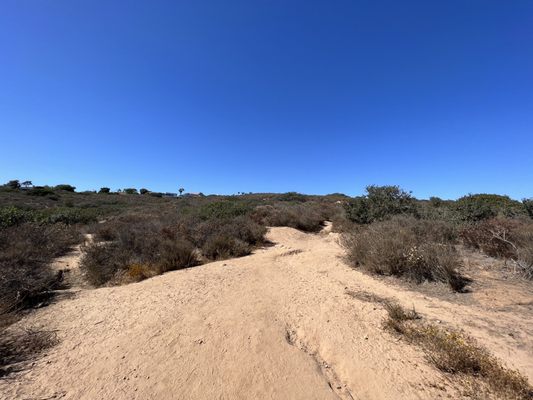 Kate Sessions Memorial Park by null