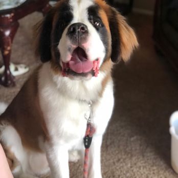 Wag N' Wash Natural Pet Food & Grooming - A clean boy - Pet Stores Near Me - Broomfield, Colorado