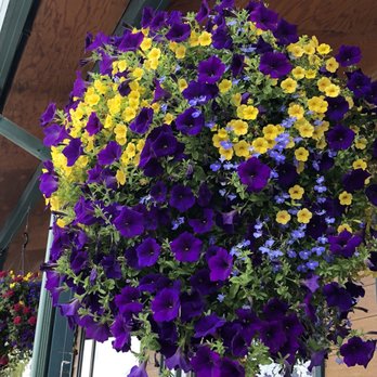 Noisy Goose Cafe - Beautiful hanging flower baskets - American Near Me - Palmer, Alaska Noisy Goose Cafe - Beautiful hanging flower baskets - American Near Me - Palmer, Alaska