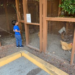 The chickens in the parking lot are quite entertaining for kids waiting to be seen