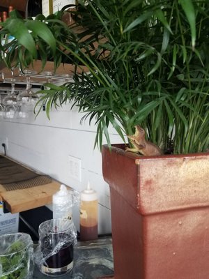 Baby Jane Bar by null