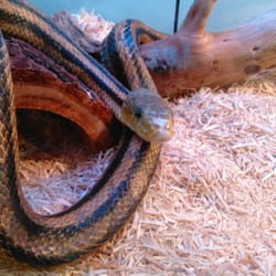 Hunting Island Nature Center & Fishing Pier - Snake