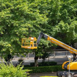 Kenny Chestang Tree Service