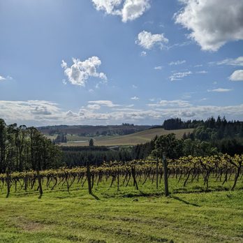 Willamette Valley Vineyards - View driving down from the tasting room - Wineries Near Me - Turner, Oregon Willamette Valley Vineyards - View driving down from the tasting room - Wineries Near Me - Turner, Oregon