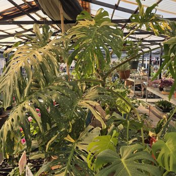 Shuna’s Succulent House - Some indoor plants as well. This giant TC was $450...cheap for its size. - Nurseries & Gardening Near Me - Chino, California