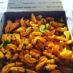 Texas Pepper Farm
