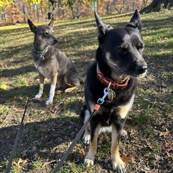 Gotham Dog Walkers - Loki and Osa! - Dog Walkers Near Me - New York, New York Gotham Dog Walkers - Loki and Osa! - Dog Walkers Near Me - New York, New York