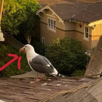 The Loft - Seagull with my steak - New American Near Me - Laguna Beach, California