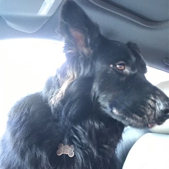 Walgreens - a dog sitting in the back seat of a car - Drugstores Near Me - Northbrook, Illinois