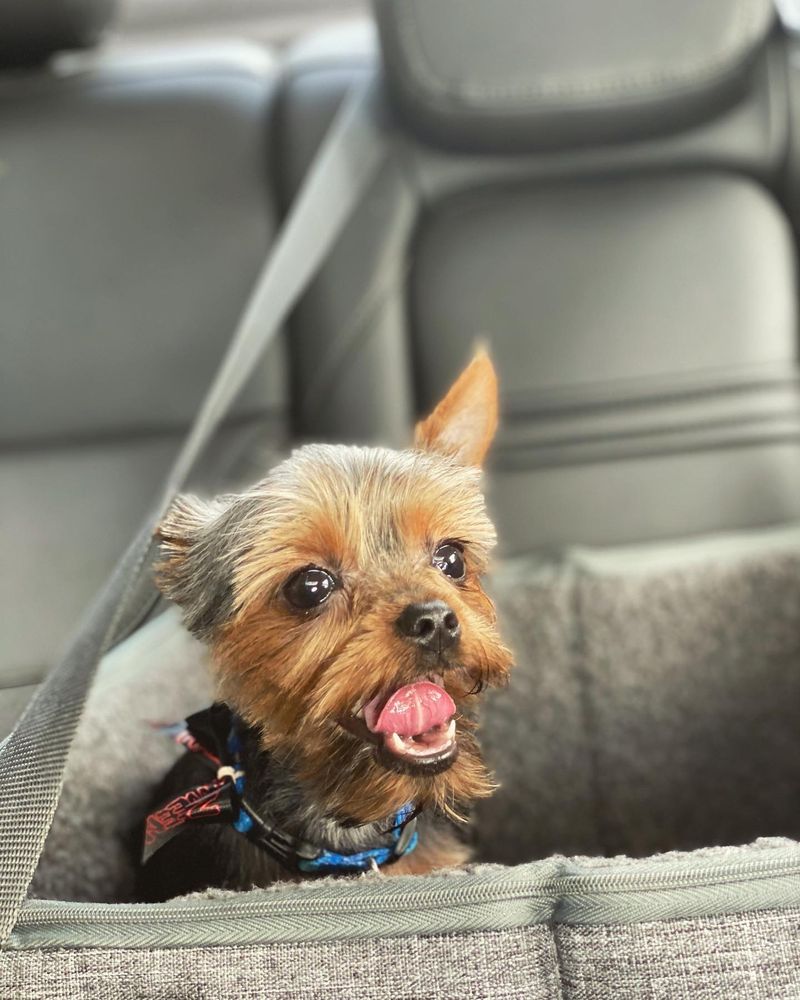 OLGA’S PET GROOMING Updated September 2024 15 Photos & 14 Reviews