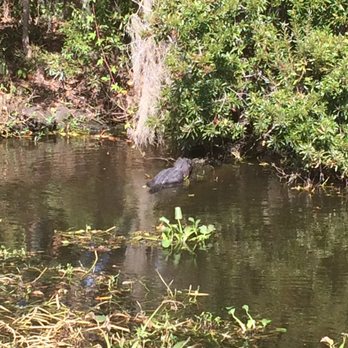 Airboat Adventures - Live alligator - Boat Tours Near Me - Lafitte, Louisiana