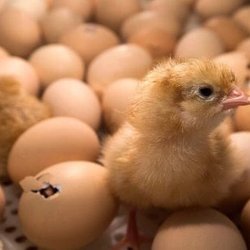 Catch a Torii Farms - Chicks hatching
