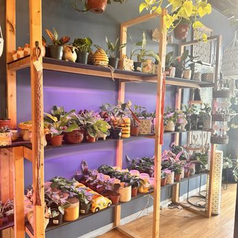Lets Plant It - Nurseries & Gardening Near Me - Melbourne, Florida