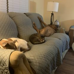 Chico, Emma and Ginger chillin on the sofa!