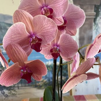 Milpitas Farmers' Market - Orchid - Farmers Market Near Me - Milpitas, California Milpitas Farmers' Market - Orchid - Farmers Market Near Me - Milpitas, California