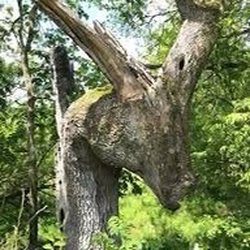 Donkey Tree