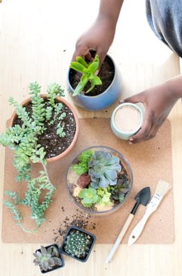 The ZEN Succulent by null