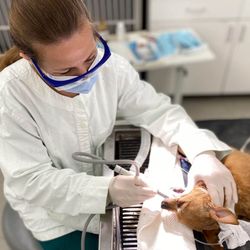 Broad Ripple Animal Clinic