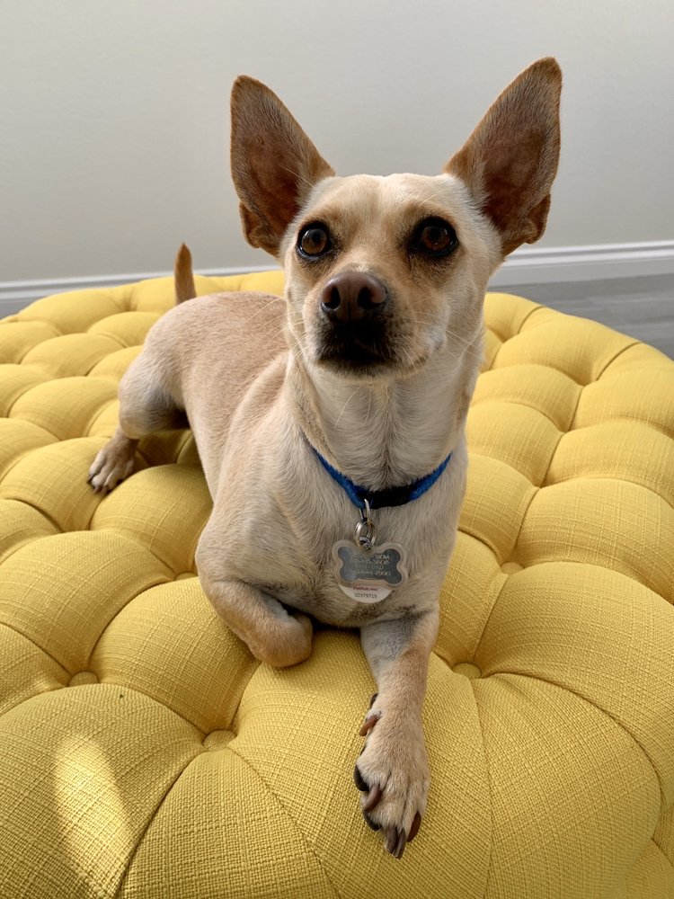 SAN DIEGO PET TRAINING 53 Photos & 67 Reviews 6141 El Apajo Rd, Rancho Santa Fe, California