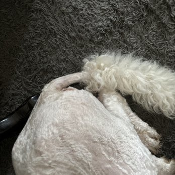 PetSmart - They left his tail unfinished. - Pet Training Near Me - Dallas, Texas