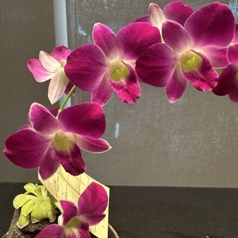 Missouri Botanical Garden - Award winning orchids - Botanical Gardens Near Me - Saint Louis, Missouri