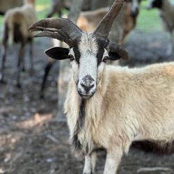 Incacheetoo Plantation And Petting Zoo - We are the largest non-exotic petting zoo in Georgia!