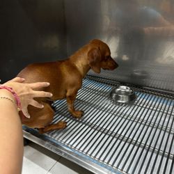 Veterinaria Chapultepets