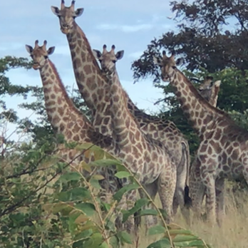 Donchka Travel - On Safari 2018 in Botwana - Travel Agents Near Me
