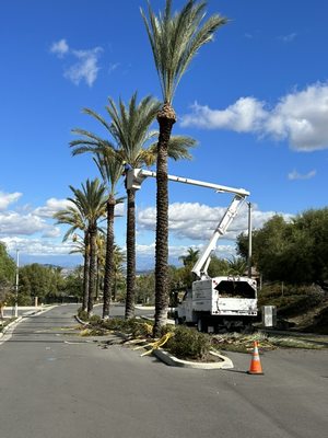 Ortega's Jr Tree Service on Yelp