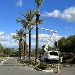 Ortega's Jr Tree Service - Palm trimming services