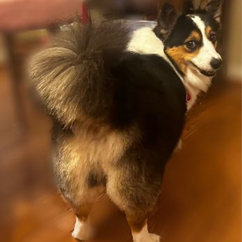 Pet Supplies Plus Brighton - Salem after grooming. - Pet Stores Near Me - Brighton, Michigan