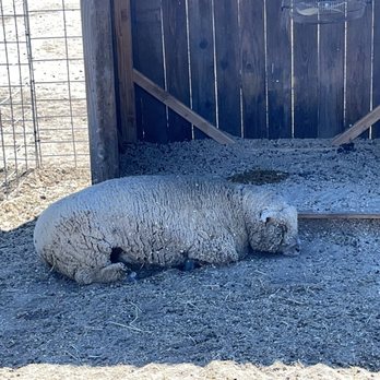 Keema's Pumpkin Farm - A Sheep Sleeping - CSA Near Me - Elk Grove, California