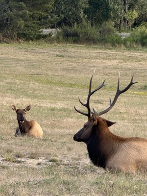 Nehalem Bay State Park by null