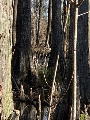 Caw Caw Interpretive Center by null