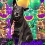 Photo of It Takes A Village Pet Care