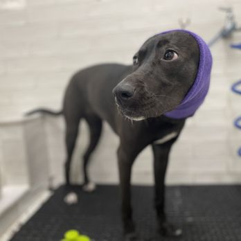 self dog wash long island